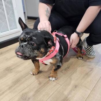 Olivia Jean -  French Bulldog and English Bulldog Dog for Adoption in Livingston, Texas - Olivia Jean | PetCurious