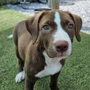 LaaLaa -  Terrier Dog for Adoption in Tampa, Florida - LaaLaa | PetCurious