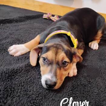 Rescue Australian Cattle Dog Blue Heeler Dogs for Adoption in Tomah, Wisconsin - Clover | PetCurious