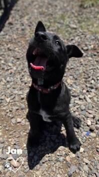 Jan -  Pit Bull Terrier and German Shepherd Dog Dog for Adoption in Monte Vista, Colorado - Jan | PetCurious
