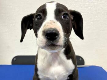 Pit Bull Terrier and Mixed Breed Dogs Available for Adoption - Magnolia | PetCurious