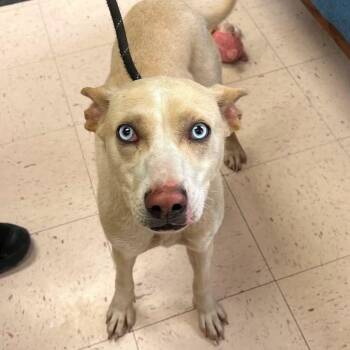 Halley -  Mixed Breed Dog Available for Adoption in Fairfax Station, Virginia - Halley | PetCurious