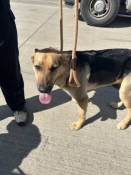 Rescue German Shepherd Dog and Mixed Breed Dogs for Adoption in Fort Worth, Texas - 59417730 | PetCurious