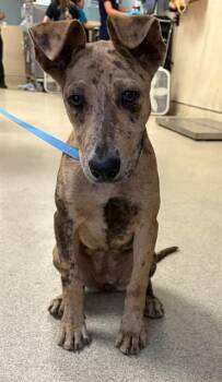 BBGRL -  Catahoula Leopard Dog and Pit Bull Terrier Dog for Adoption in Riverside, California - BBGRL | PetCurious