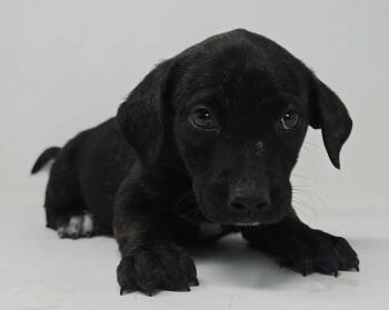 Labrador Retriever and Retriever Dogs Available for Adoption in New York, New York - Winx *foster Needed* | PetCurious