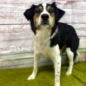 Kierra -  Cattle Dog and Mixed Breed Dog for Adoption in Lebanon, Missouri - Kierra | PetCurious