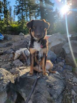 Australian Shepherd and Corgi Dogs Available for Adoption - Roy | PetCurious