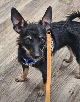 Rescue Terrier Dogs for Adoption in Milton, Delaware - Bento | PetCurious