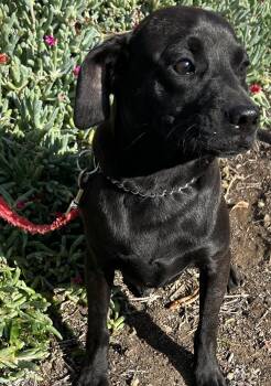 Pug and Chihuahua Dogs Available for Adoption - BIGGIE | PetCurious