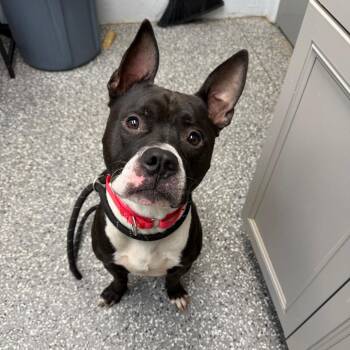 Checkers -  Pit Bull Terrier and Mixed Breed Dog for Adoption in Parkersburg, West Virginia - Checkers | PetCurious