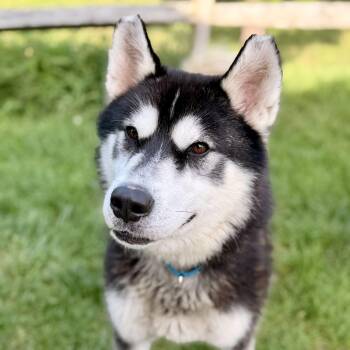 Maverick -  Siberian Husky Dog for Adoption in Stafford Township, New Jersey - Maverick | PetCurious