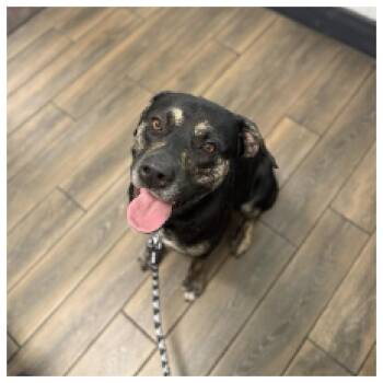 Rescue Rottweiler Dogs for Adoption in Eustis, Florida - Wes | PetCurious