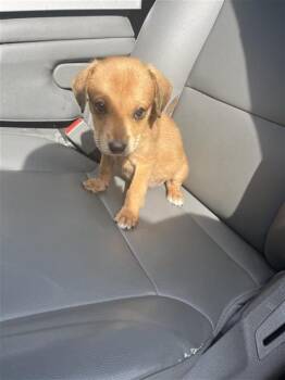 A662481 -  Labrador Retriever and German Shepherd Dog Dog for Adoption in Houston, Texas - A662481 | PetCurious