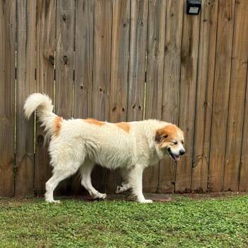 Audrey -  Great Pyrenees and Mixed Breed Dog for Adoption in Greensboro, Georgia - Audrey | PetCurious
