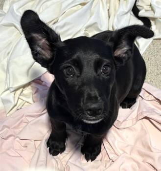 LYLA -  Treeing Walker Coonhound and Labrador Retriever Dog for Adoption in Dedham, Massachusetts - LYLA | PetCurious