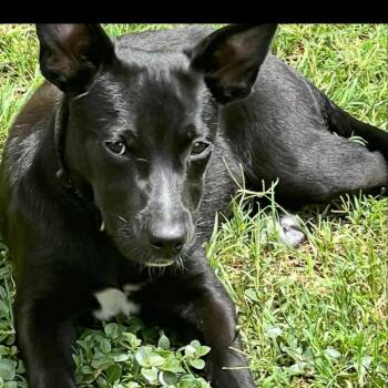Rescue Black Labrador Retriever Dogs for Adoption in Austin, Texas - Arly (Arlington) JuM | PetCurious