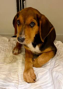Ranger -  Hound Dog Available for Adoption in Douglasville, Georgia - Ranger | PetCurious