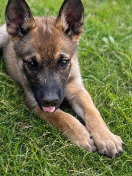 Harrison -  German Shepherd Dog Dog for Adoption in Seattle, Washington - Harrison | PetCurious
