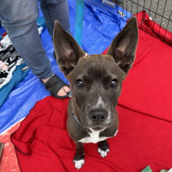 Rescue Shepherd and Pit Bull Terrier Dogs for Adoption in Oakland, California - Yogurt | PetCurious