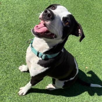 American Staffordshire Terrier Dogs Available for Adoption in Houston, Texas - Gretel | PetCurious
