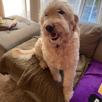 Rescue Golden Retriever and Poodle Dogs for Adoption in New Orleans, Louisiana - Pepper (Bonded To Izzy) | PetCurious