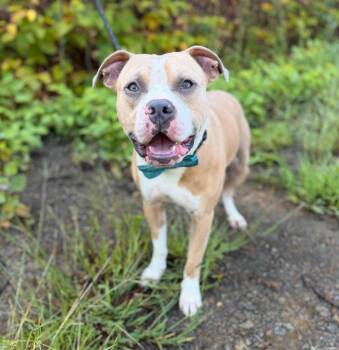 Kawlijah -  Mixed Breed Dog for Adoption in Ellijay, Georgia - Kawlijah | PetCurious
