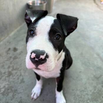 Lacey -  Pit Bull Terrier Dog for Adoption in Pasadena, California - Lacey | PetCurious