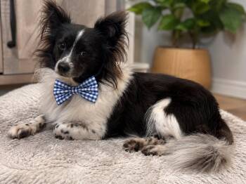 KEVIN GS -  Chihuahua Dog for Adoption in Lucas, Texas - KEVIN GS | PetCurious