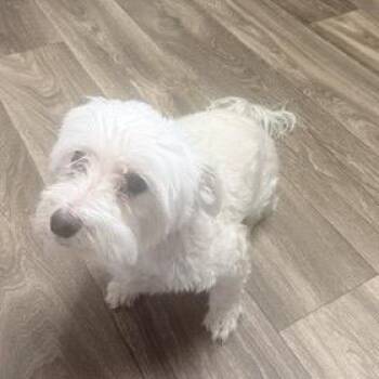 Angel Durmiendo -  Maltese Dog for Adoption in Las Vegas, Nevada - Angel Durmiendo | PetCurious