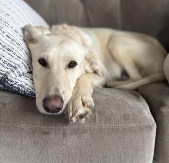 Yellow Labrador Retriever Dogs Available for Adoption in Tunica, Mississippi - Hannah | PetCurious