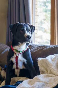 Mixed Breed Dogs Available for Adoption in Savage, Minnesota - Franklin | PetCurious