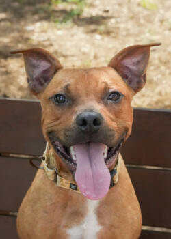 Rescue Mixed Breed Dogs for Adoption in Aiken, South Carolina - Yippy 57918 | PetCurious