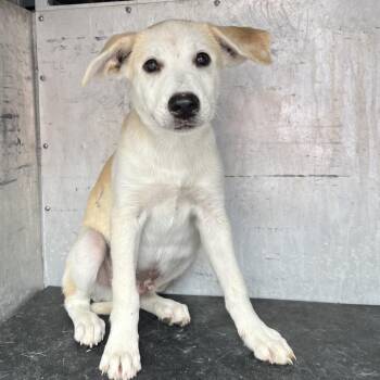 Kremar -  Shepherd Dog Available for Adoption in Edinburg, Texas - Kremar | PetCurious