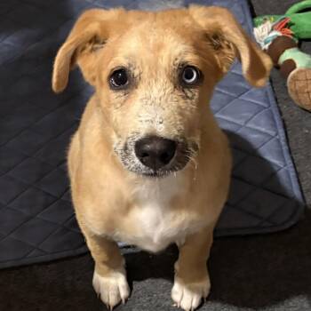Great Pyrenees Dogs Available for Adoption in Krum, Texas - Ranger | PetCurious
