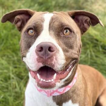 Layla -  Pit Bull Terrier Dog for Adoption in Jefferson, Wisconsin - Layla | PetCurious