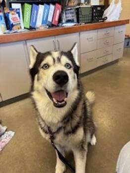 Siberian Husky Dogs Available for Adoption in Mason City, Iowa - Kovu | PetCurious