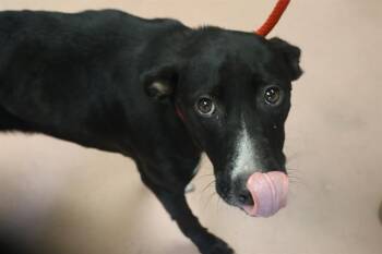 SHEPARD -  Mixed Breed Dog for Adoption in Columbia, South Carolina - SHEPARD | PetCurious