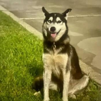 Siberian Husky and Mixed Breed Dogs Available for Adoption in Houston, Texas - Hercules | PetCurious