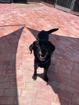 Labrador Retriever Dogs Available for Adoption in San Diego, California - Millie | PetCurious