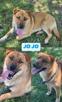 Rescue Labrador Retriever Dogs for Adoption in Kankakee, Illinois - Jo Jo | PetCurious