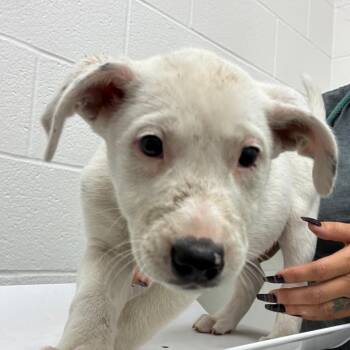 Australian Cattle Dog Blue Heeler Dogs Available for Adoption - Victor | PetCurious