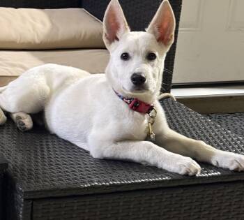 White German Shepherd Dogs Available for Adoption - Falkor | PetCurious