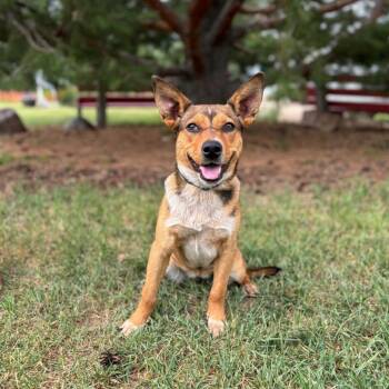 Dinette -  Cattle Dog and Mixed Breed Dog for Adoption in Fargo, North Dakota - Dinette | PetCurious
