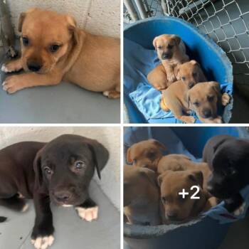Storm 4 Female -  Labrador Retriever and Mixed Breed Dog for Adoption in Fairfax Station, Virginia - Storm 4 Female | PetCurious