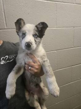 Merle Haggard -  Australian Shepherd Dog for Adoption in Sacramento, California - Merle Haggard | PetCurious