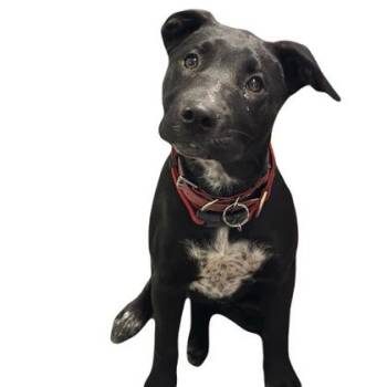 Heidi -  Australian Cattle Dog Blue Heeler Dog Available for Adoption in Red Bluff, California - Heidi | PetCurious