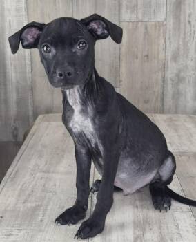 Batman -  Mixed Breed Dog for Adoption in Shreveport, Louisiana - Batman | PetCurious