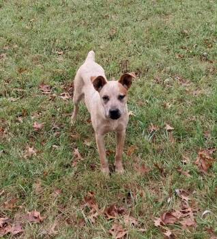 Rescue Australian Cattle Dog Blue Heeler Dogs for Adoption in Philadelphia, Pennsylvania - Bingo | PetCurious