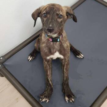 Rescue German Shepherd Dog Dogs for Adoption in Wichita, Kansas - Alder | PetCurious