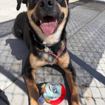 Australian Shepherd and Shepherd Dogs Available for Adoption - Birdy | PetCurious